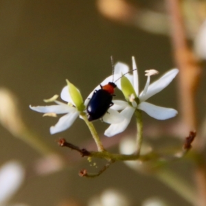 Adoxia benallae at Mongarlowe, NSW - 14 Feb 2023