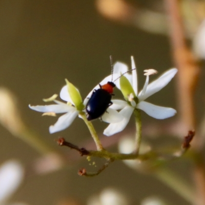 Adoxia benallae (Leaf beetle) at Mongarlowe River - 14 Feb 2023 by LisaH