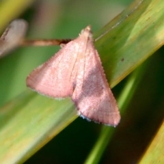 Endotricha pyrosalis (A Pyralid moth (Endotrichinae) at Mongarlowe, NSW - 14 Feb 2023 by LisaH