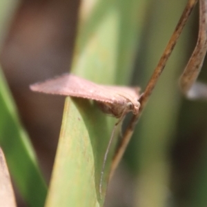 Endotricha pyrosalis at Mongarlowe, NSW - 14 Feb 2023