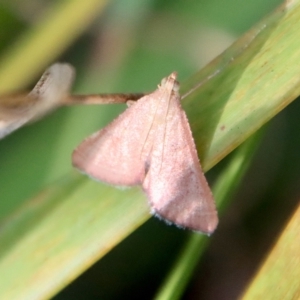 Endotricha pyrosalis at Mongarlowe, NSW - 14 Feb 2023