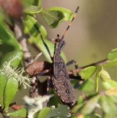 Gelonus tasmanicus (Leaf-footed bug) at QPRC LGA - 14 Feb 2023 by LisaH