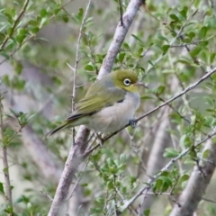 Zosterops lateralis (Silvereye) at Mongarlowe River - 14 Feb 2023 by LisaH