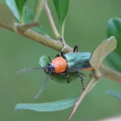 Chauliognathus tricolor (Tricolor soldier beetle) at QPRC LGA - 14 Feb 2023 by LisaH
