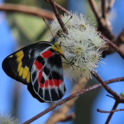 Delias harpalyce (Imperial Jezebel) at QPRC LGA - 16 Feb 2023 by SandraH