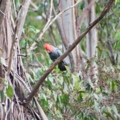 Callocephalon fimbriatum (Gang-gang Cockatoo) at Mongarlowe, NSW - 15 Feb 2023 by LisaH