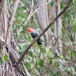 Callocephalon fimbriatum at Mongarlowe, NSW - 15 Feb 2023