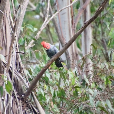 Callocephalon fimbriatum (Gang-gang Cockatoo) at Mongarlowe, NSW - 15 Feb 2023 by LisaH