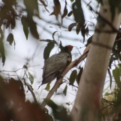 Callocephalon fimbriatum at Mongarlowe, NSW - 15 Feb 2023