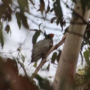 Callocephalon fimbriatum at Mongarlowe, NSW - 15 Feb 2023