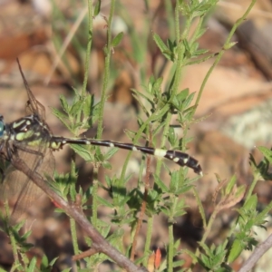 Austroepigomphus praeruptus at suppressed - suppressed