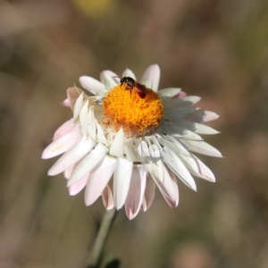 Xerochrysum bracteatum at Mongarlowe, NSW - 15 Feb 2023