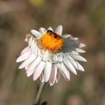 Xerochrysum bracteatum (Golden Everlasting) at Mongarlowe, NSW - 15 Feb 2023 by LisaH