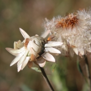 Xerochrysum bracteatum at Mongarlowe, NSW - 15 Feb 2023