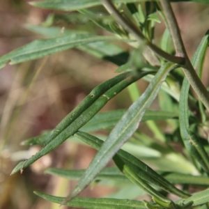 Xerochrysum bracteatum at Mongarlowe, NSW - 15 Feb 2023