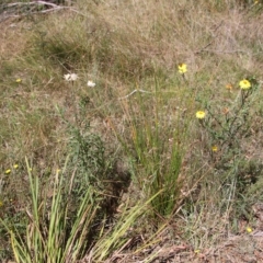 Xerochrysum bracteatum at Mongarlowe, NSW - 15 Feb 2023