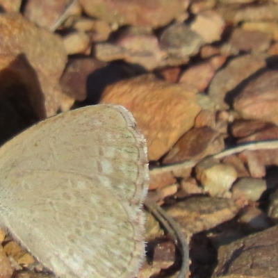 Zizina otis (Common Grass-Blue) at QPRC LGA - 16 Feb 2023 by SandraH