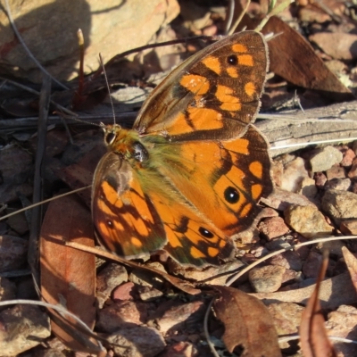 Heteronympha penelope (Shouldered Brown) at QPRC LGA - 16 Feb 2023 by SandraH