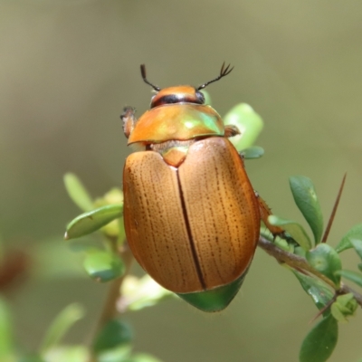 Anoplognathus brunnipennis (Green-tailed Christmas beetle) at QPRC LGA - 15 Feb 2023 by LisaH