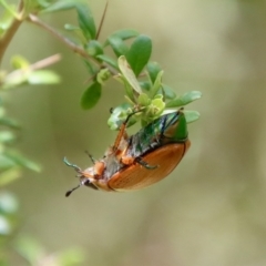 Anoplognathus brunnipennis at Mongarlowe, NSW - 15 Feb 2023