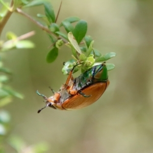 Anoplognathus brunnipennis at Mongarlowe, NSW - 15 Feb 2023