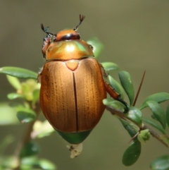 Anoplognathus brunnipennis at Mongarlowe, NSW - 15 Feb 2023