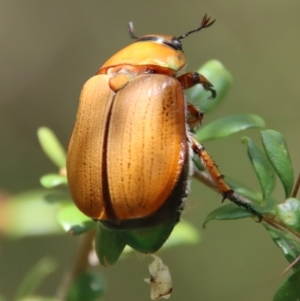 Anoplognathus brunnipennis at Mongarlowe, NSW - 15 Feb 2023