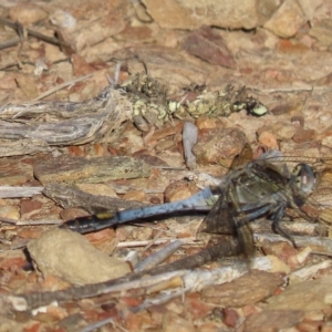 Orthetrum caledonicum at Carwoola, NSW - 17 Feb 2023 08:34 AM