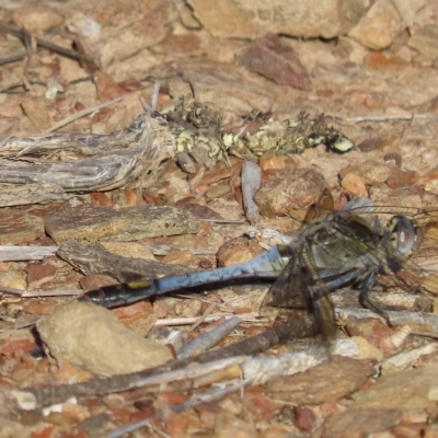 Orthetrum caledonicum (Blue Skimmer) at Carwoola, NSW - 17 Feb 2023 by SandraH
