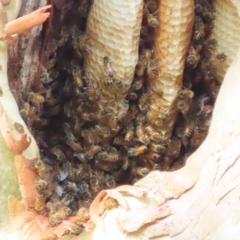 Apis mellifera (European honey bee) at QPRC LGA - 16 Feb 2023 by SandraH
