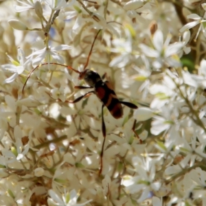 Aridaeus thoracicus at Mongarlowe, NSW - suppressed