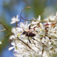 Aridaeus thoracicus at Mongarlowe, NSW - suppressed