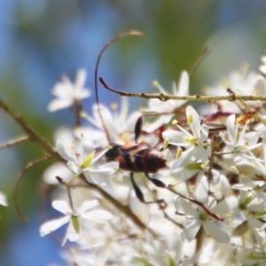 Aridaeus thoracicus at Mongarlowe, NSW - suppressed