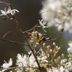 Aridaeus thoracicus at Mongarlowe, NSW - suppressed