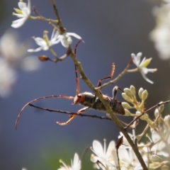 Aridaeus thoracicus at Mongarlowe, NSW - 15 Feb 2023