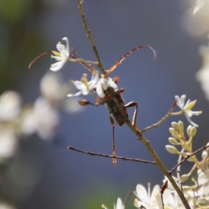 Aridaeus thoracicus at Mongarlowe, NSW - suppressed