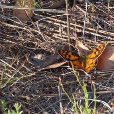 Heteronympha penelope (Shouldered Brown) at QPRC LGA - 16 Feb 2023 by SandraH