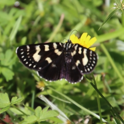 Phalaenoides tristifica (Willow-herb Day-moth) at Mongarlowe, NSW - 15 Feb 2023 by LisaH