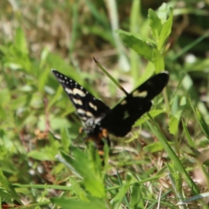 Phalaenoides tristifica at Mongarlowe, NSW - suppressed