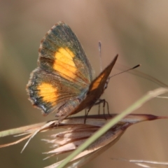 Paralucia aurifera (Bright Copper) at QPRC LGA - 15 Feb 2023 by LisaH