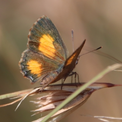 Paralucia aurifera (Bright Copper) at Mongarlowe, NSW - 15 Feb 2023 by LisaH