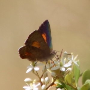 Paralucia aurifera at Mongarlowe, NSW - 15 Feb 2023