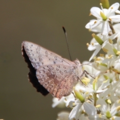 Paralucia aurifera at Mongarlowe, NSW - 15 Feb 2023