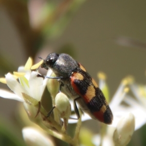 Castiarina sexplagiata at Mongarlowe, NSW - suppressed