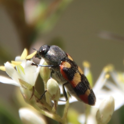 Castiarina sexplagiata (Jewel beetle) at Mongarlowe River - 15 Feb 2023 by LisaH