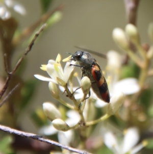 Castiarina sexplagiata at Mongarlowe, NSW - suppressed