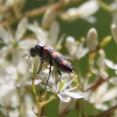 Castiarina sexplagiata at Mongarlowe, NSW - suppressed