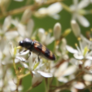 Castiarina sexplagiata at Mongarlowe, NSW - suppressed