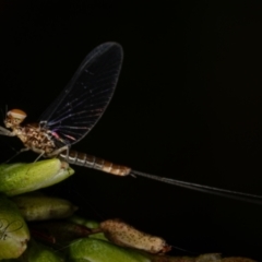 Ephemeroptera (order) (Unidentified Mayfly) at Cotter Reserve - 17 Feb 2023 by Cristy1676