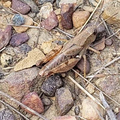 Phaulacridium vittatum (Wingless Grasshopper) at Flea Bog Flat, Bruce - 17 Feb 2023 by trevorpreston